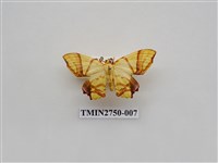藏品(尺蛾316)的圖片